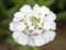 Perennial or Evergreen Candytuft