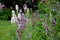 Perennial flower bed with a predominance of purple in the garden and parks with bulbs