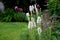 Perennial flower bed with a predominance of purple in the garden and parks with bulbs