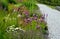 Perennial flower bed with a predominance of purple in the garden and parks with bulbs