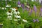 Perennial flower bed with a predominance of purple in the garden and parks with bulbs