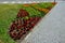 Perennial flower beds with annual flowers on the edge of the flower bed in the paving in the square of granite paving blocks. wick