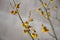 Perennial flowerbed still May in February frozen, icicles, snowy dry stalk, snow in the whole garden behind the concrete wall. the