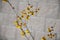 Perennial flowerbed still May in February frozen, icicles, snowy dry stalk, snow in the whole garden behind the concrete wall. the