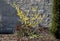Perennial flowerbed still May in February frozen, icicles, snowy dry stalk, snow in the whole garden behind the concrete wall. the