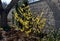 Perennial flowerbed still May in February frozen, icicles, snowy dry stalk, snow in the whole garden behind the concrete wall. the