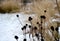 Perennial flowerbeds with grasses and hornbeam hedge in winter with snow. constrast of ornamental yellow dry grasses and brown inf