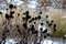 Perennial flowerbeds with grasses and hornbeam hedge in winter with snow. constrast of ornamental yellow dry grasses and brown inf