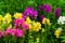Perennial Fragrance Garden Flowers