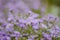 Perennial garden asters of violet color. Autumnal garden flowers