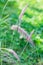 Perennial grass Pennisetum close-up. Ornamental plant for the garden. Vertical crop