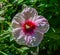 Perennial hardy hibiscus flower  Omaha Nebraska