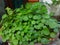 perennial herbaceous plant. Green leaf plant