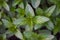 Perennial herbaceous plant in the mint family - Spearmint, Garden mint, Menthol Mint in the garden bed