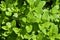 Perennial herbaceous plant in the mint family - Spearmint, Garden mint, Menthol Mint in the garden bed