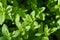 Perennial herbaceous plant in the mint family - Spearmint, Garden mint, Menthol Mint in the garden bed