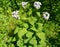 Perennial honest Lunaria rediviva L.. The blossoming plant