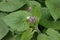 Perennial honesty, Lunaria rediviva, budding flowers