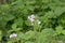 Perennial honesty, Lunaria rediviva, buds and flowers