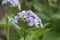 Perennial honesty Lunaria rediviva, close-up of flowers