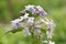 Perennial honesty, Lunaria rediviva, close-up inflorescence