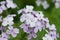 Perennial honesty, Lunaria rediviva, close-up of pink flowers