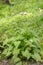 Perennial honesty, Lunaria rediviva, flowering plant