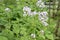Perennial honesty, Lunaria rediviva, flowering plants in forest