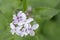 Perennial honesty, Lunaria rediviva, flowers