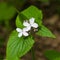 Perennial honesty or Lunaria rediviva flowers macro with bokeh background, selective focus, shallow DOF