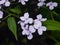 Perennial honesty or Lunaria rediviva flowers macro with dark bokeh background, selective focus, shallow DOF