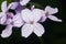 Perennial honesty or Lunaria rediviva flowers macro with dark bokeh background, selective focus, shallow DOF