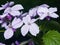 Perennial honesty or Lunaria rediviva flowers macro with dark bokeh background, selective focus, shallow DOF