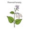 Perennial honesty Lunaria rediviva , medicinal plant
