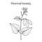 Perennial honesty Lunaria rediviva , medicinal plant