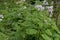 Perennial honesty Lunaria rediviva, some flowering plants
