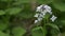 Perennial honesty spring wildflower, nature scene.