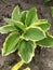 Perennial hosta bush with veins and yellow-green oblong leaves in the garden