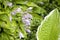 Perennial hosta flower with decorative bicolor leaves and purple flowers