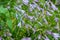 Perennial hosta flower with decorative bicolor leaves and purple flowers on a flowerbed in a summer park.