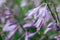 Perennial hosta flower with decorative bicolor leaves and purple flowers on a flowerbed in a summer park.