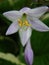 Perennial Hosta with yellow stamen closeup