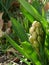 Perennial Hyacinth Bulb Getting Ready to Flower and Bloom