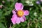 Perennial Japanese Anemone X September Charm Wildflower \'Eriocapitella hupehensis