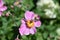 Perennial Japanese Anemone X September Charm Wildflower \'Eriocapitella hupehensis\' with bee pollinating