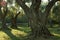 Perennial olive tree in an olive grove, illuminated by the setting sun