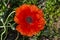 Perennial oriental ornamental poppy - a popular plant that is grown in gardens and parks