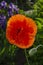 Perennial oriental ornamental poppy - a popular plant that is grown in parks