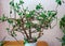Perennial ornamental houseplant Euphorbia, native to the subtropics