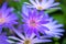 Perennial, outdoor, aster laevis `bluebird` in springtime, beautiful blue flower